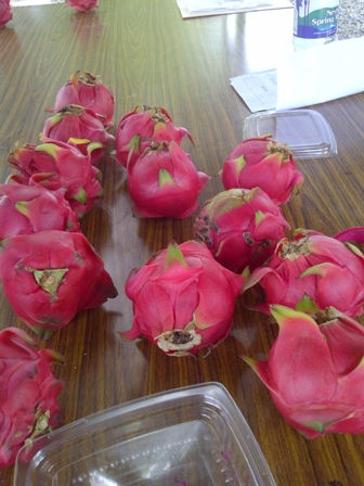 The nutritious Pitaya fruit Agriculture Officials on Nevis want Nevisians to plant and consume