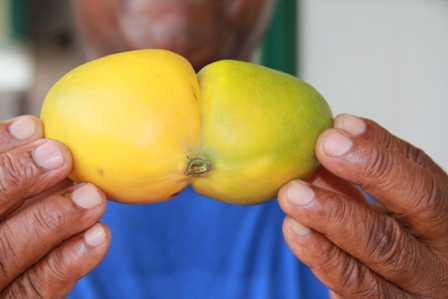 Another view of the second twinned Amory Polly mango harvested from the second crop of a seven year old tree from the backyard garden of Mr. Joseph Woolward of Ramsbury