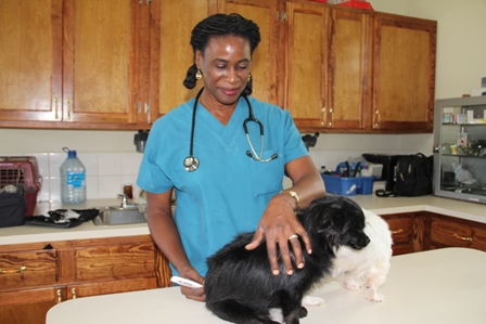 Dr. Bartlett in her element caring for two small breed dogs (ET and Princess) at the Government owned Vet Services Department in Prospect