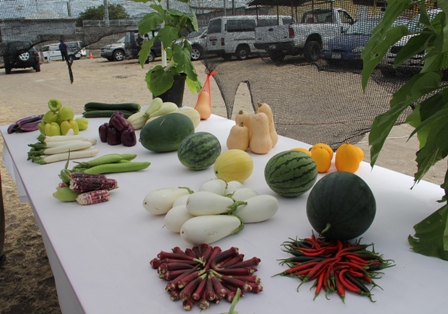 New varieties of vegetables on display by the Department of Agriculture’s Marketing Division