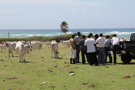 Minister of Agriculture in the Nevis Island Administration Hon. Alexis Jeffers and other Agriculture officials at government-owned livestock farm at Indian Castle 