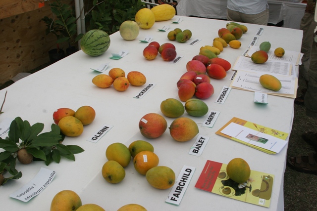 Several varieties of mangoes found on Nevis on display at the Department of Agriculture’s Fruit Festival on Nevis (file photo)