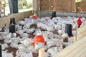 Chickens at a locally owned poultry farm