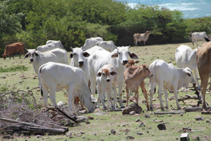 Cattle at a Government-owned farm