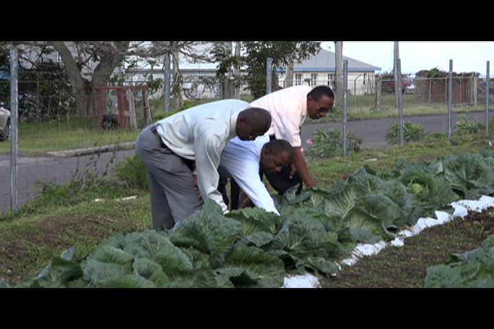Permanent Secretary in the Ministry of Agriculture Eric Evelyn (middle) Director of Agriculture Keithley Amory (left) and Agriculture Officer Quincy Bart (right) at the experimental cabbage plot at the Prospect Agricultural Station on January 13, 2014