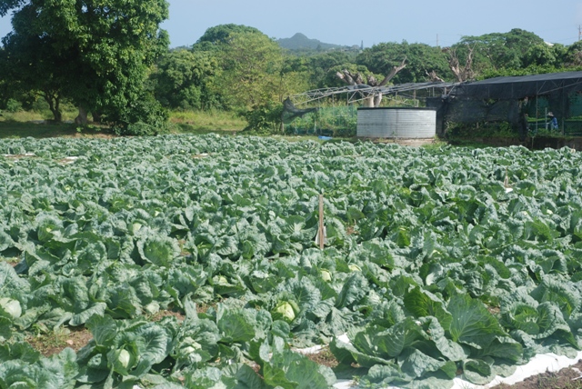 A section of the ½ acre plot under cabbage cultivation by the Department of Agriculture at the Prospect Agricultural Station