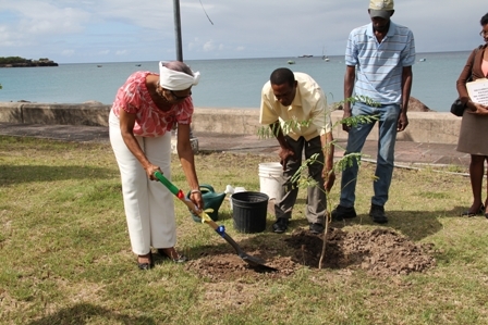 (L-R) Mrs. Gloria Anslyn MBE planting a Flambouyant tree on the Charlestown Waterfront as part of activities on Nevis in celebration of Queen Elizabeth II’s Diamond Jubilee – 2012 with assistance from Chief Extension Officer from the Department of Agriculture Mr. Walcott James and Assistant Forestry Officer Mr. Lindsay Archibald