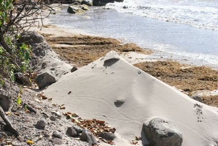 Illegal sand mining activities on a beach on Nevis (File Photo)  