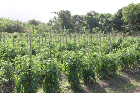 The tomato section of Mansa Tyson’s Farm at Cades Bay