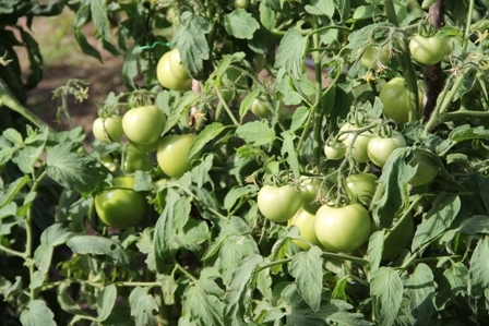 Tomatoes nearing harvest seen at Mansa Tyson’s Farm at Cades Bay on Friday February 10, 2012