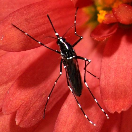 Aedes albopictus mosquito