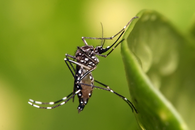 The Aedes aegypti mosquito