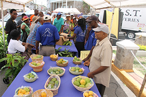 Members of the public look on as a staff member of the Department of Agriculture conducts a grafting session at the annual Mango Madness Festival hosted in Charlestown on July 11, 2014