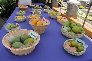 A variety of mangoes from Nevis on display in Charlestown at Mango Fest 2014 (file photo)