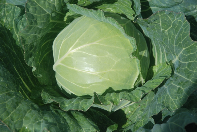 A close up of a cabbage growing on a ½ acre plot by the Department of Agriculture at the Prospect Agricultural Station