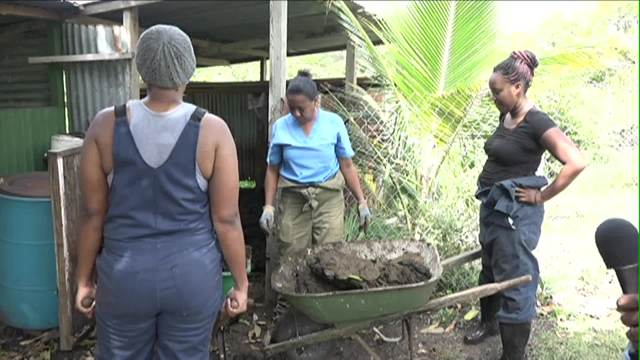 A team from the Veterinary Services Division cleaning a livestock pen owned by Mrs. Ruth French at Taylor’s Pasture in Gingerland on May 11, 2016, an event in the Ministry of Agriculture’s Agriculture Awareness Month 2016