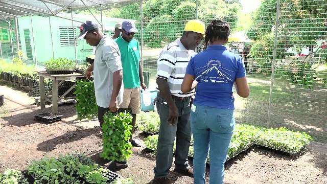 Farmers receiving seedlings from an officer at the Department of Agriculture at the Prospect Experimental Station on December 06, 2017