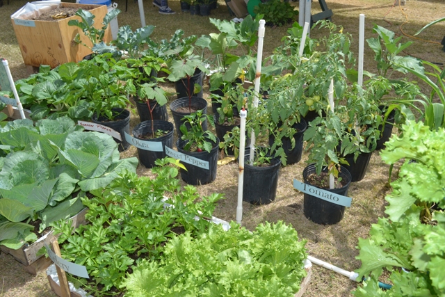 Plants from the Plant Propagation Unit on display at the Department of Agriculture’s 24th Annual Open Day at the Villa Grounds in Charlestown