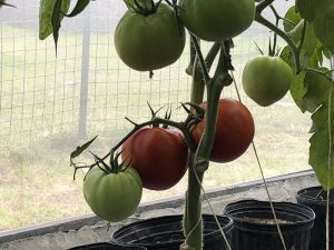 Tomatoes growing at the Charlestown Primary School’s shade house vegetable garden