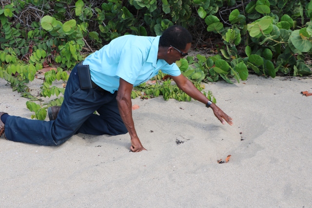 Mr. Lemuel Pemberton, Deputy Director of the Marine Resources Department on Nevis indicating, on August 13, 2019, the area where a nesting hawksbill turtle was made immobile by poachers and dragged off Cades Bay Beach days before