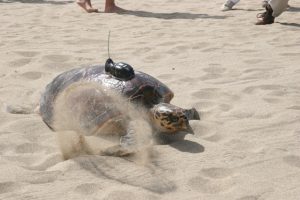 A hawksbill making its way back to Caribbean Sea on Pinney’s Beach in 2008 after it was tagged with an electronic device by the Sea Turtle Conservancy, Four Seasons Resort and the Nevis Turtle Group (file photo)