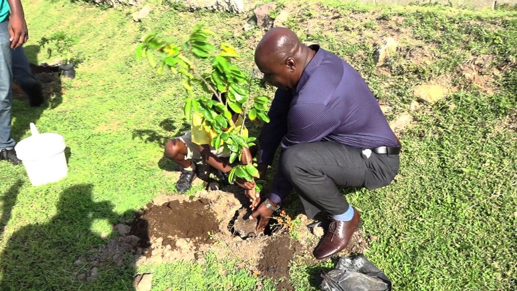 Hon. Alexis Jeffers, Deputy Premier of Nevis, and also the Minister of Agriculture, planting a fruit tree with a student of the St. Thomas’ Primary School at the school grounds on January 29, 2020, signalling the launch of a tree planting programme by the Ministry and Department of Agriculture on Nevis