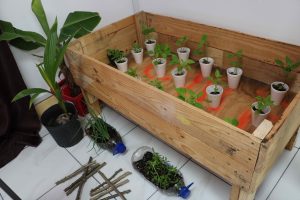 Sample of seedlings for distribution to participants in a backyard gardening project