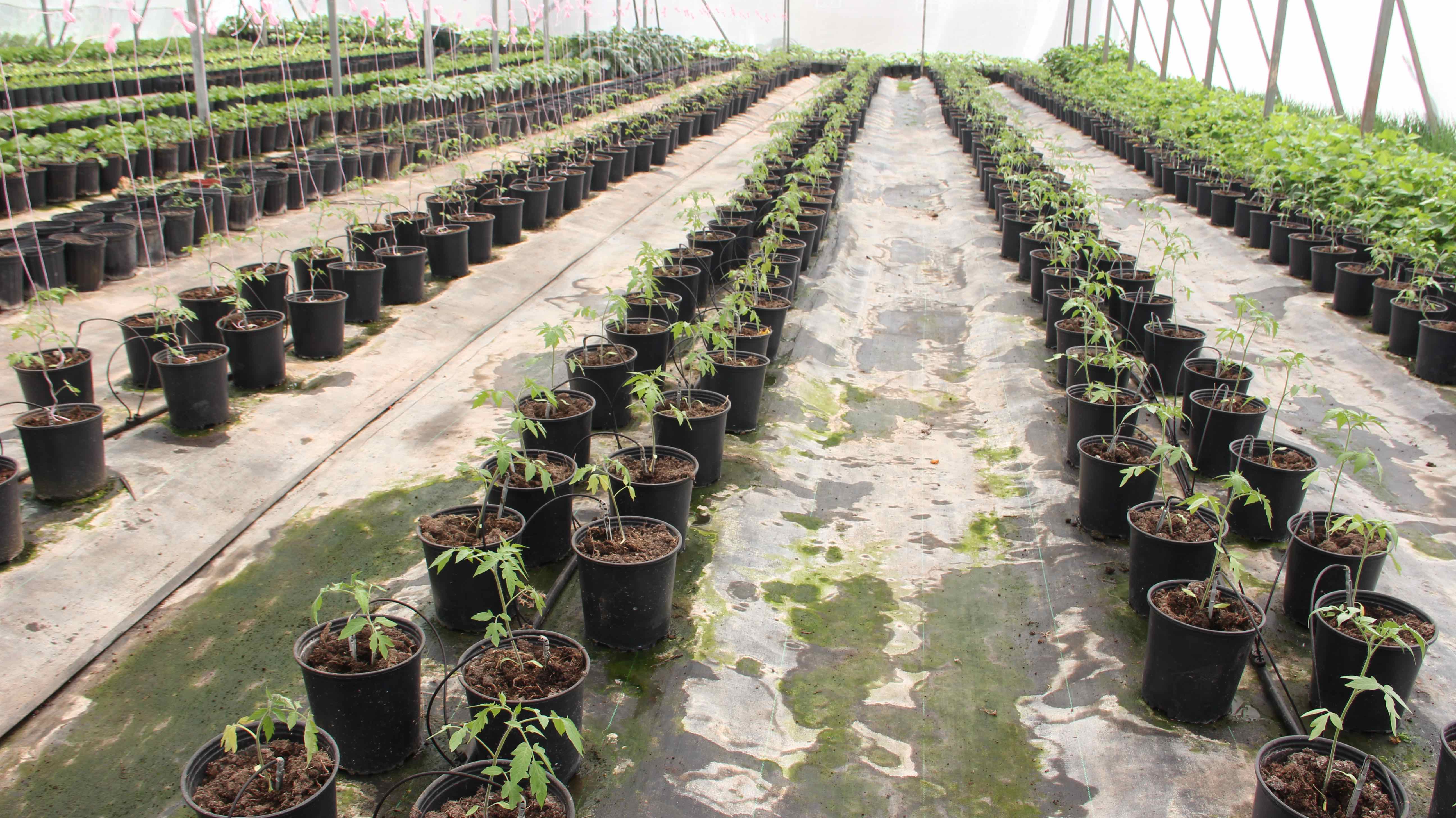 Inside one of the greenhouses at A-1 Farms in Gingerland, owned and operated by Mc Levon “Mackie” Tross