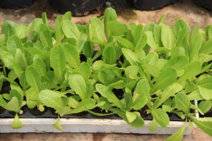 Lettuce in propagation stage in one of the greenhouses at A-1 Farms in Gingerland Nevis