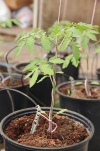 A tomato plant at one of the greenhouses at A-1Farms in Gingerland Nevis