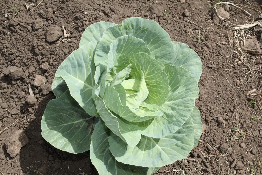 A head of cabbage from a backyard garden in Gingerland (file photo)