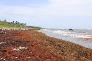 Sargassum seaweed lining the shores of Indian Castle Bay in Nevis on August 11, 2021