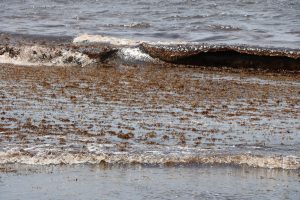 Sargassum lapping in the waves colours the water dark brown at Indian Castle Bay on August 11, 2021