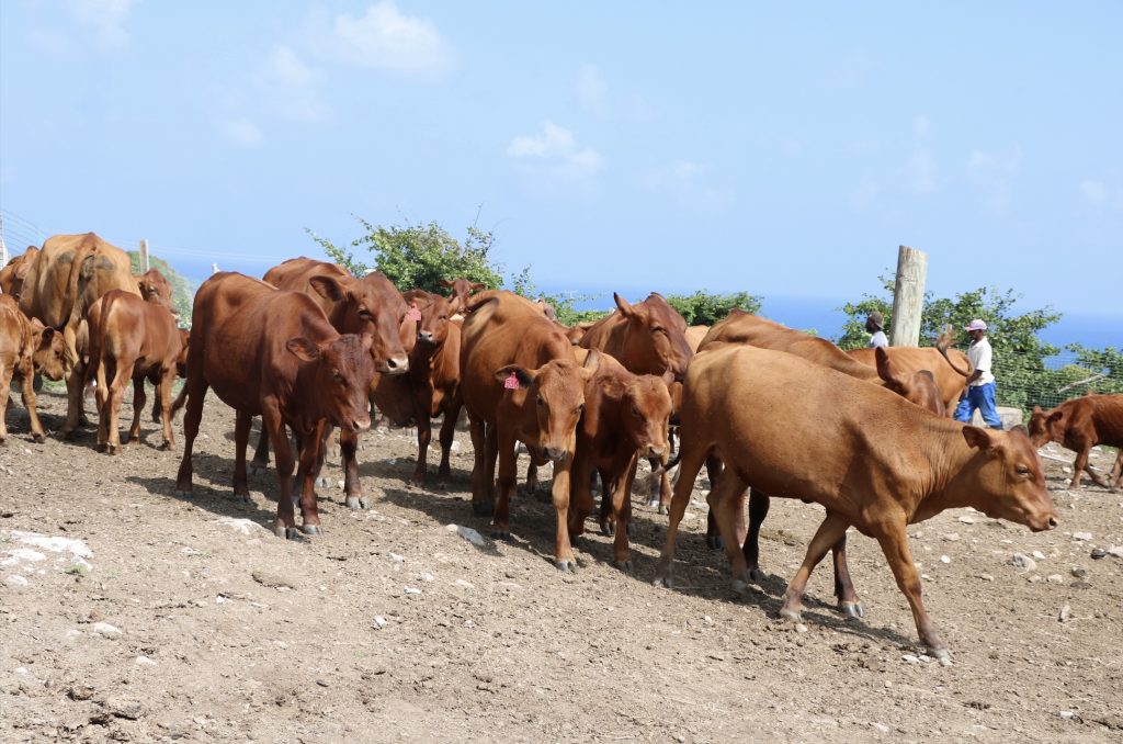 A section of cattle in pristine condition at the government owned Maddens Stock Farm on October 29, 2021