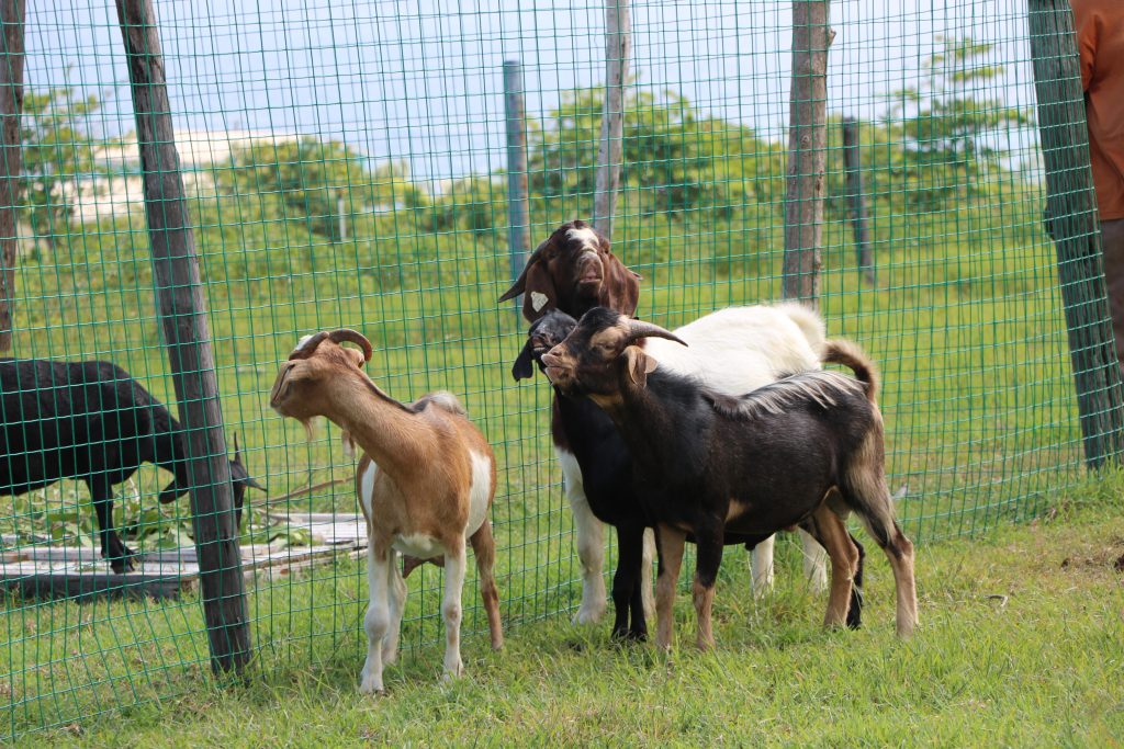 Some of the goats at the Maddens Stock Farm in their pen on October 29, 2021
