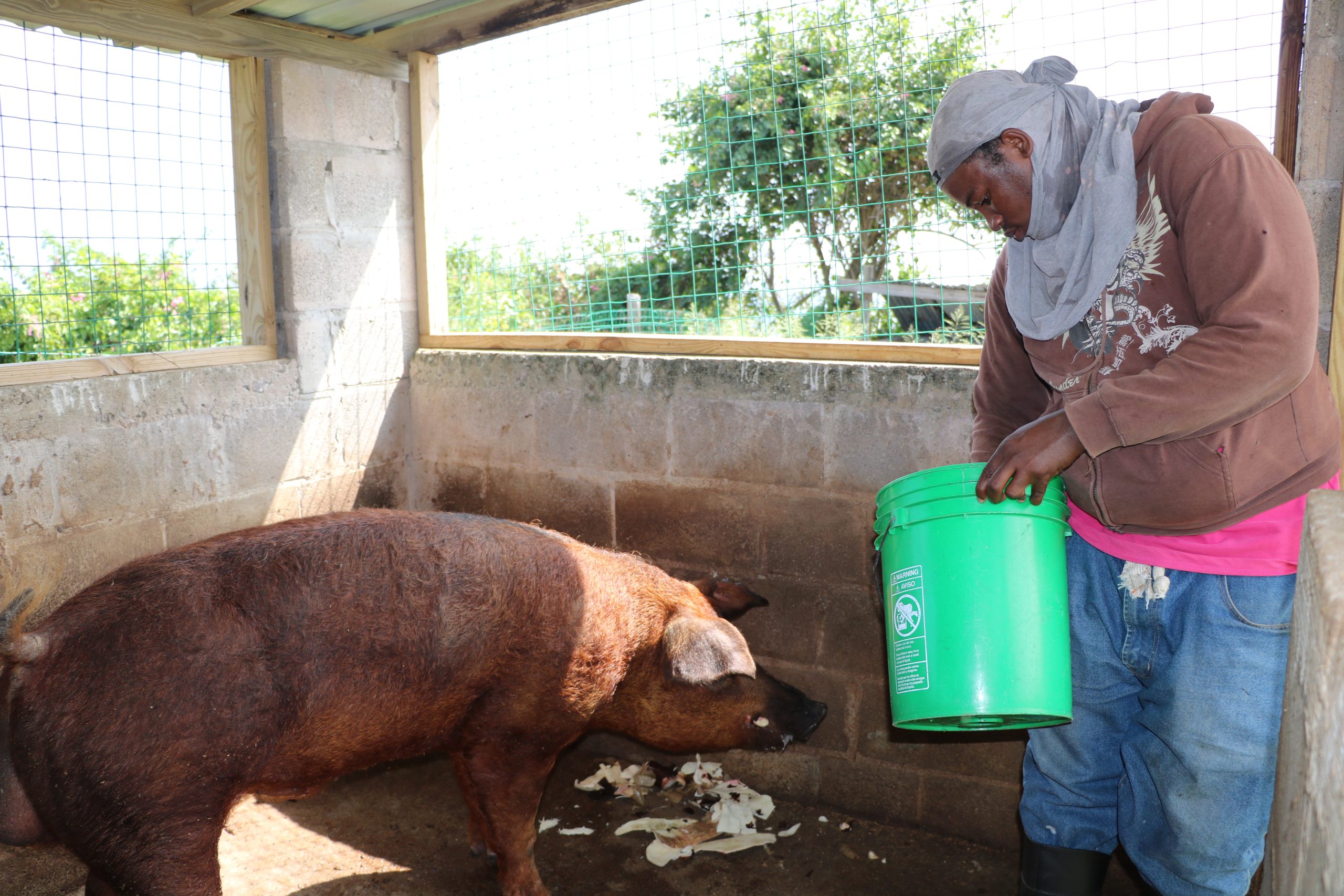 One of the pigs at the Maddens Stock Farm being fed with cassava skins from the Department of Agriculture’s Agro-Processing Unit on October 29 2021