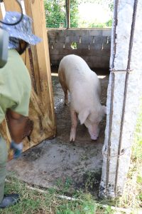 Mr. Rohan Claxton Livestock Extension Officer in the Department of Agriculture on Nevis with responsibility for Production on the Maddens Stock Farm opens a pig pen on October 29, 2021