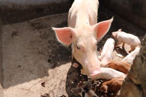 A sow with her litter feeding on cassava skins in its pen at the Maddens Stock Farm on October 29, 2021