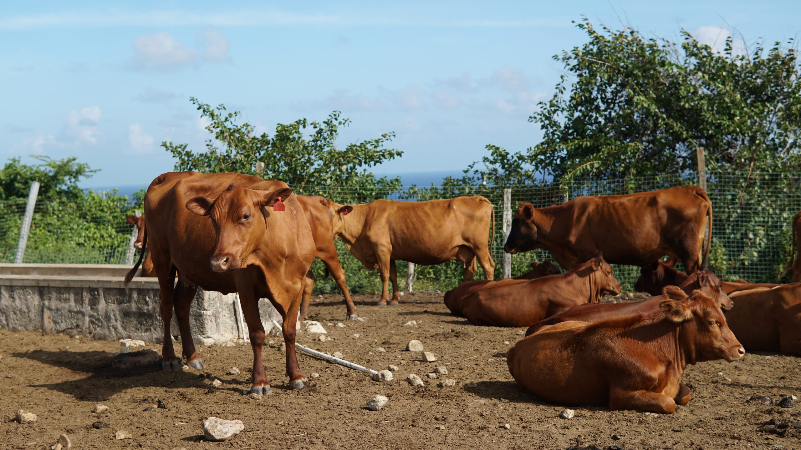 Some of the 6-month-old calves (those lying down) which will be available at the cattle action at the Maddens Stock Farm on December 10, 2021