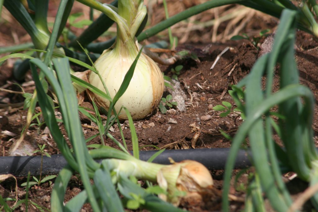 Onion cultivation on Nevis (file photo)