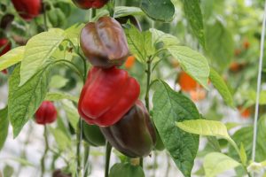 Sweet peppers cultivated in a shade house on Nevis (file photo)