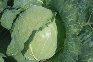 Cabbage cultivated on Nevis (file photo)