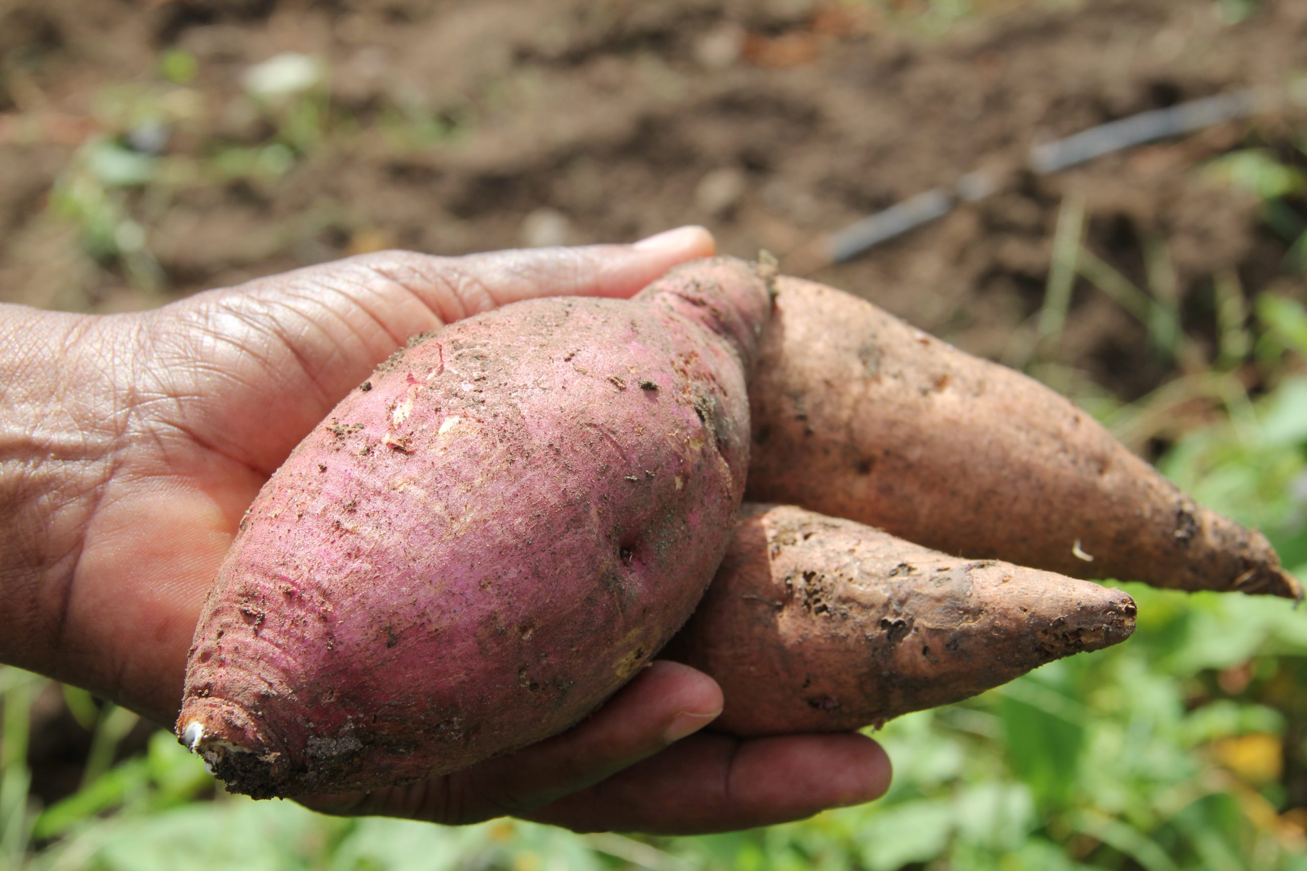 Sweet potatoes cultivated on Nevis
