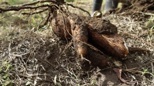 Freshly harvested cassava at the government owned farm at Indian Castle bound for the Nevis Agro Processing Centre at Prospect