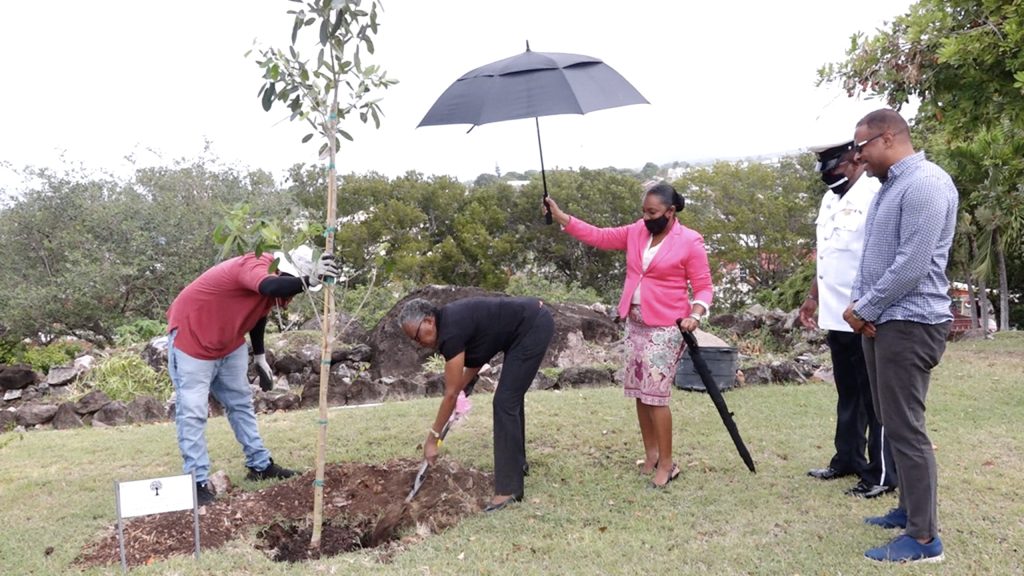 Her Honour Hyleeta Liburd, Deputy Governor General on Nevis, plants a pink pouie ornamental plant with assistance from the Department of Agriculture staff, at Government House on March 14, 2022 to mark Commonwealth Day 2022 while Hon Mark Brantley, Premier of Nevis and staff from the Premier’s Ministry look on