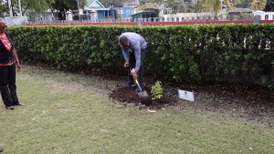Hon. Mark Brantley, Premier of Nevis, plants an ornamental plant at Government House on March 14, 2022 to mark Commonwealth Day 2022 while Her Honour Hyleeta Lyburd, Deputy Governor General on Nevis looks on