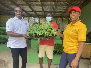 Hon. Alexis Jeffers, Minister of Agriculture (left), and Ms.  Rhonda Vyphius, Propagation Officer (right), present seedlings to Mr. Clive Hamilton one of 12 commercial farmers on May 31, 2022