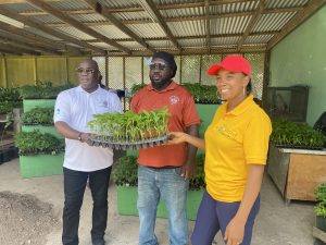 Hon. Alexis Jeffers, Minister of Agriculture (left), and Ms.  Rhonda Vyphius, Propagation Officer (right), present seedlings to Mr. Lestin Nicholas one of 12 commercial farmers on May 31, 2022