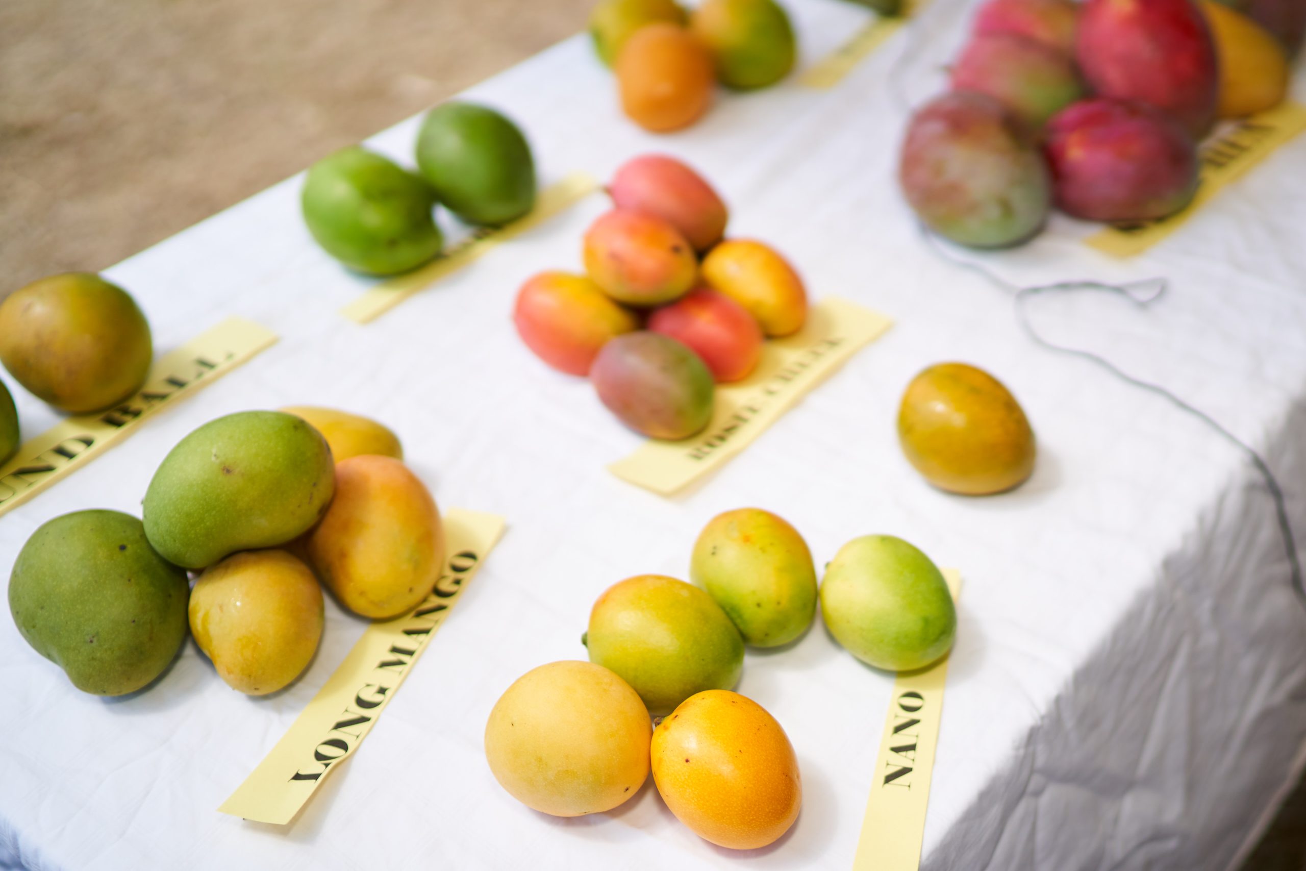 Some of the 44 mango varieties on Nevis (photo provided)