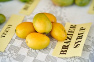 One of the 44 varieties of mango grown in Nevis (photo courtesy Nevis Tourism Authority)
